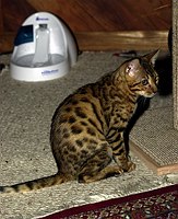 Lancelot at 17 weeks.  